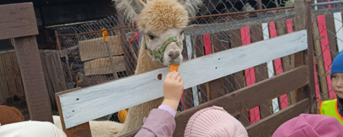 Spacer tematyczny- Łąkowe Alpaki.